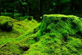 green moss in the forest
