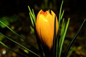 yellow crocus flower