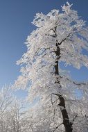 Snowy trees and sky
