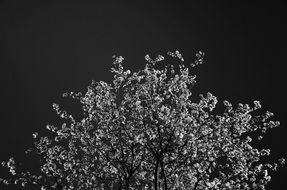 Black and white photo of the cherry tree