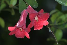 incredible flower nature