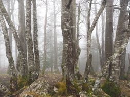 Landscape of foggy forest trees