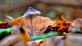 beautiful and delightful mushroom forest