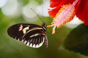 papilio rumanzovia butterfly