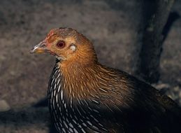 feathered chicken in agriculture