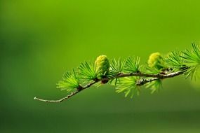 Close-up of the coniferous branch with young green cones at green background