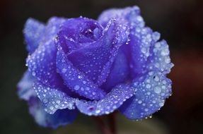 blue rose in water drops close up