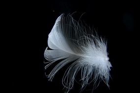 white bird feather
