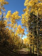 landscape of golden aspens in the forest in autumn