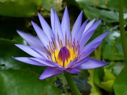 beautiful purple water lily in new zealand