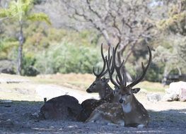 deer family in the shadow