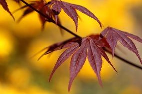 Maple in the autumn