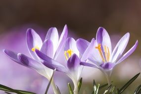 pale purple spring crocuses close up