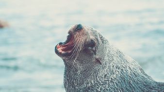 Sea lion is roaring