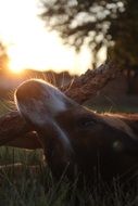 young dog in a meadow in the sunlight