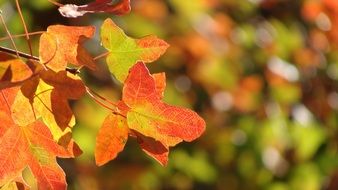 Autumn golden foliage close up