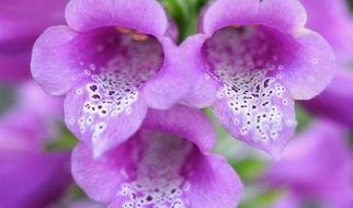 three purple flower bud