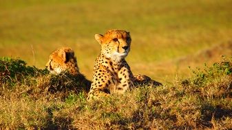 resting cheetah in kenya