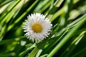 White fluffy daisy among green leaves