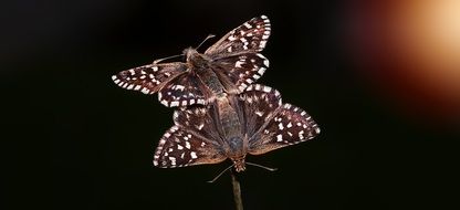 pair of butterfly