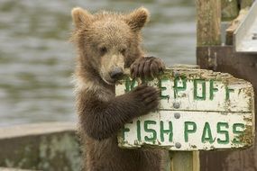 Cute and beautiful, brown teddy bear nibbling a pointer with Fish Pass