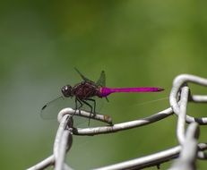 purple dragonfly