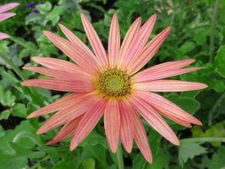 pink arctotis