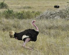 Ostrich in wildlife