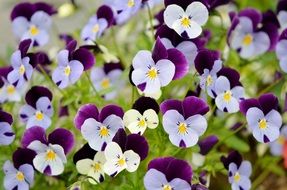 violets in a flower meadow