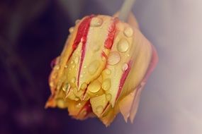 yellow tulip with red streaks in drops of water