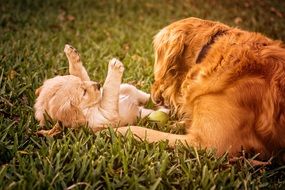 Golden retrievers on a green grass