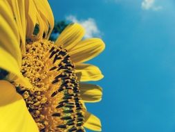 yellow sunflower macro photo