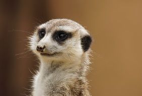 cute gray meerkat at the zoo