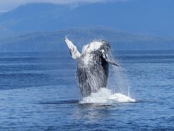 humpback whale from the depths of water