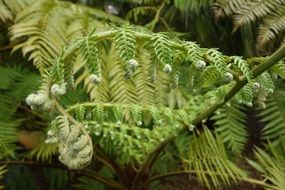 young fern leaves