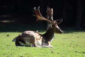 deer with beautiful horns on a green meadow