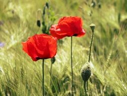 poppy on the cereals field