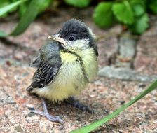 tit bird with yellow breast in the nature