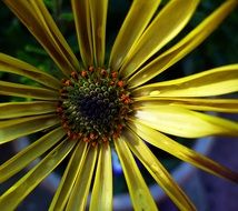 yellow flower with pointed petals close-up