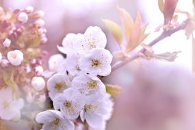 branch with cherry blossom flowers close