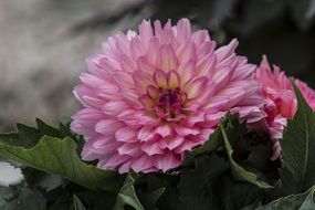 pink dahlia blossom bloom