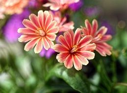 pink petals macro photo
