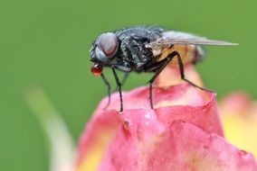 fly on a pink bud close-up
