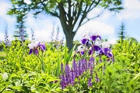 irises in a garden on a blurred background