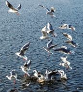 a flock of seagulls is circling over the sea