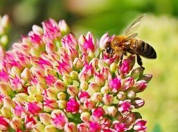 bee pollinating garden flower