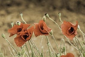 poppy wildflowers with seeds and buds
