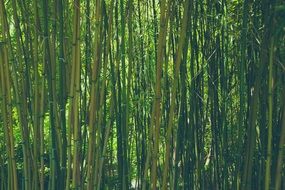 green bamboo forest