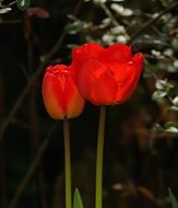 very beautiful tulips