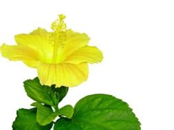 bright yellow glibiscus on white
